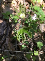 Hydrastis