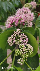 Melicope elleryana