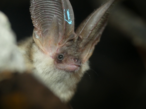 Alpine Long-eared Bat