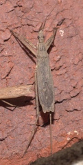 Pygolampis pectoralis