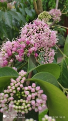 Melicope elleryana