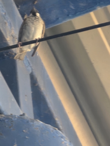 Eurasian Tree Sparrow