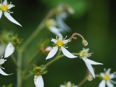 Saxifraga nipponica