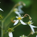 Saxifraga nipponica - Photo (c) Keita Watanabe,  זכויות יוצרים חלקיות (CC BY-NC), הועלה על ידי Keita Watanabe