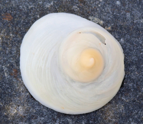 Shelf Limpet