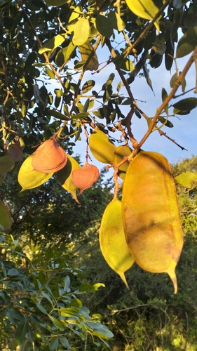 Schotia latifolia, 2026-07-31