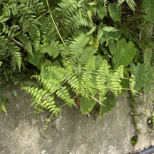 Dennstaedtia scandens observed 2026-07-31