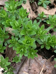 Galium odoratum
