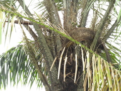 Astrocaryum aculeatum