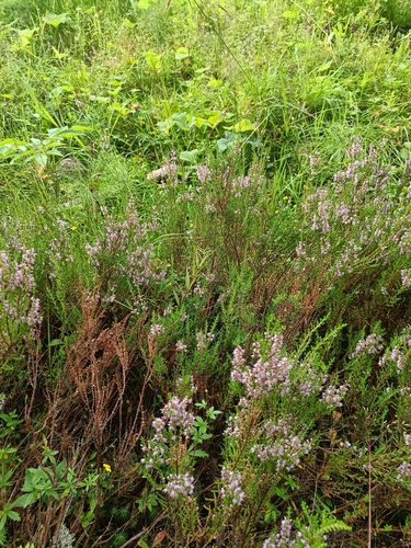 common heather