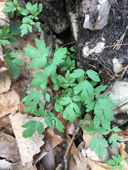 Phacelia bipinnatifida