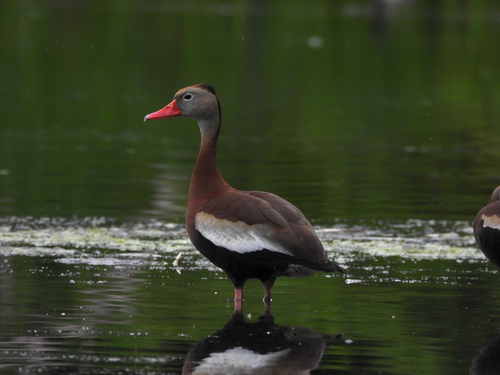 Black-bellied Whistling-Duck, photo 9 of 9