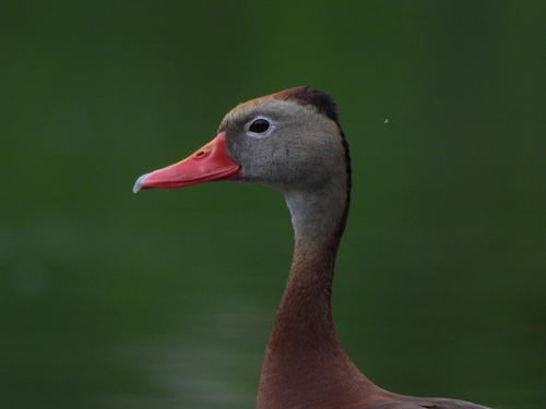 Dendrocygne à ventre noir