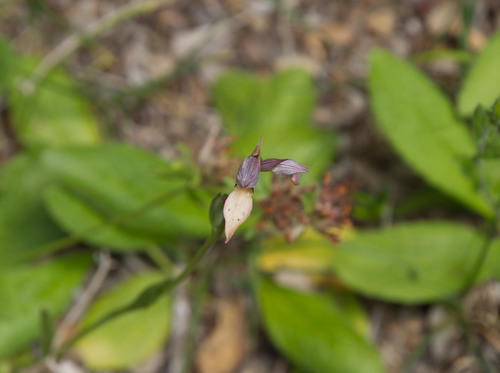 Tongue Orchid