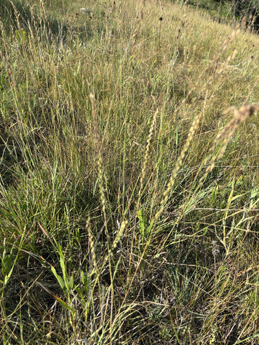 sideoats grama