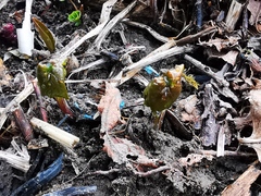 Parasenecio kamtschaticus