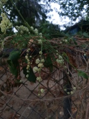 Antigonon flavescens