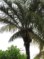 Astrocaryum aculeatum