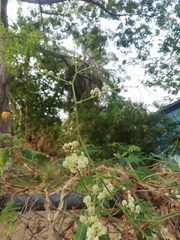 Antigonon flavescens