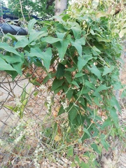 Antigonon flavescens