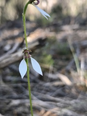 Eriochilus dilatatus