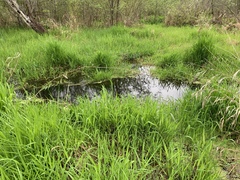 Phalaris arundinacea