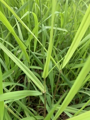 Phalaris arundinacea