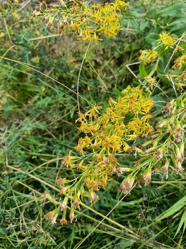 European goldenrod