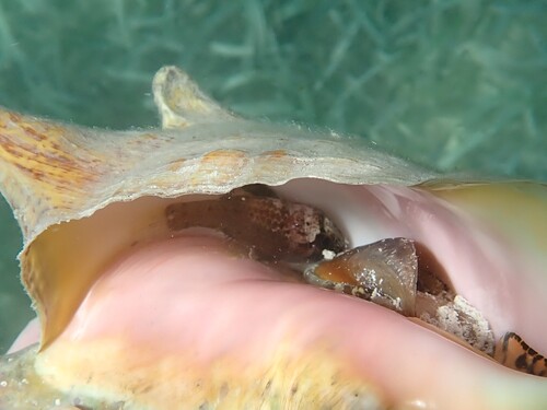 Conchfish (Astrapogon stellatus) — Apogonidae — 4