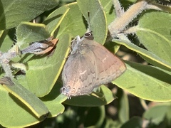 Satyrium saepium chalcis