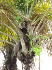 Attalea maripa