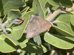 Satyrium saepium chalcis