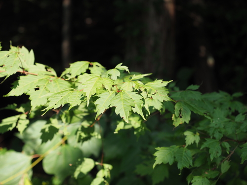 Acer cissifolium, photographed by an iNaturalist contributor