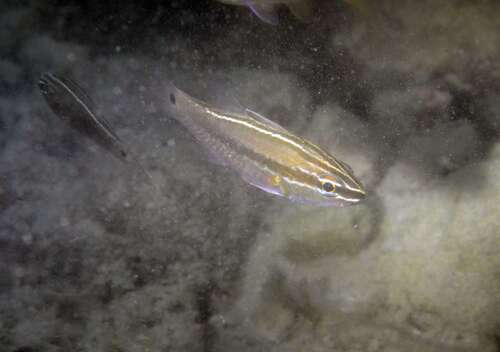 Ostorhinchus hartzfeldii observed 2026-07-21