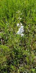 Delphinium carolinianum virescens