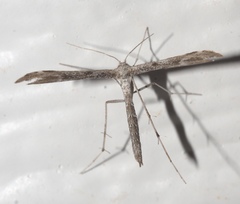 Hellinsia inquinatus