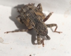 Conotrachelus anaglypticus