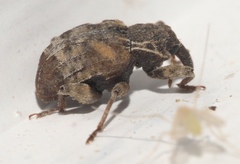 Conotrachelus anaglypticus