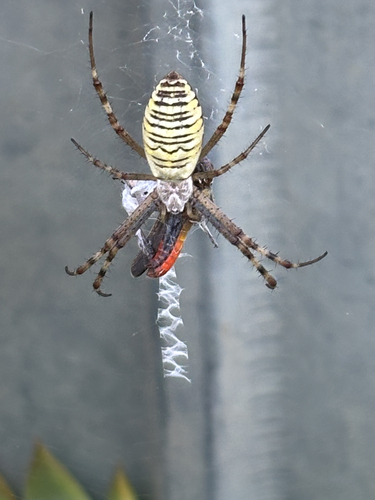 Wasp Spider