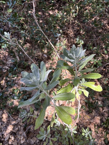 iNaturalist observation photo of Island hazardia