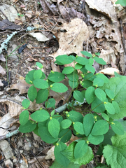 Euphorbia mercurialina