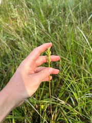 None (Triorchos ecristatus)