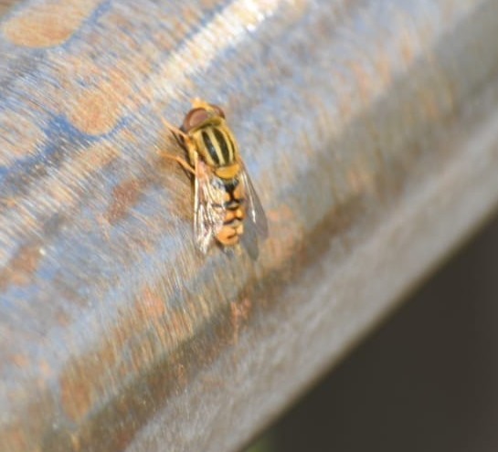 Shiny Bog Fly