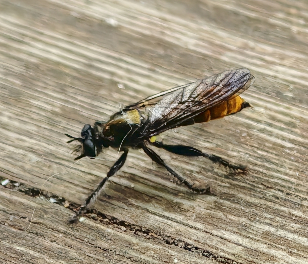 Arrowhead Laphria