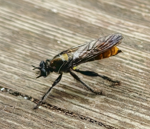 Arrowhead Laphria