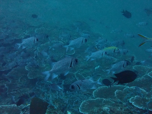 Myripristis hexagona observed 2026-07-28