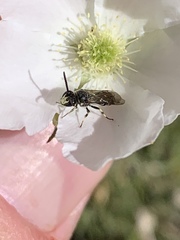 Hylaeus