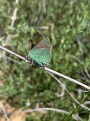 Callophrys dumetorum perplexa