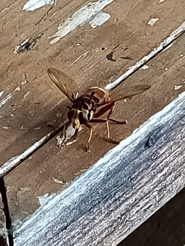 Milesia crabroniformis