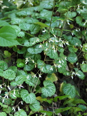 Saxifraga nipponica